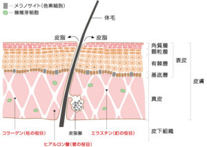 肌は表皮→真皮→皮下組織から構成されます